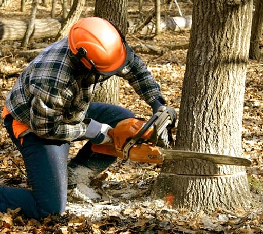 Tree Removal in Campbell, TX